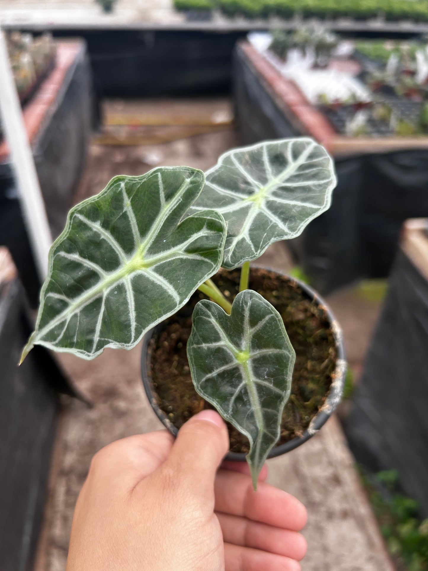 Alocasia Madalay