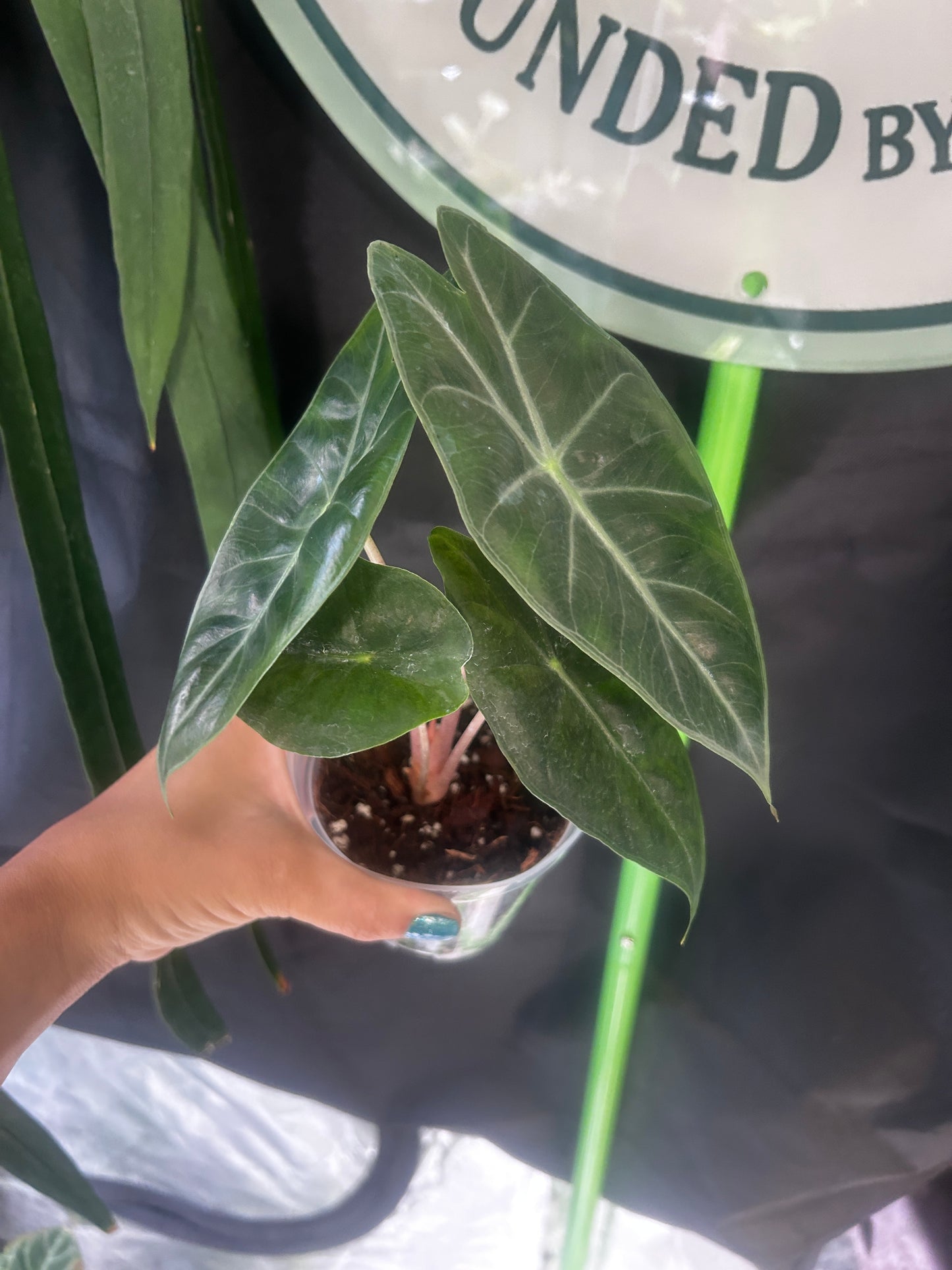 Alocasia Pink Dragon