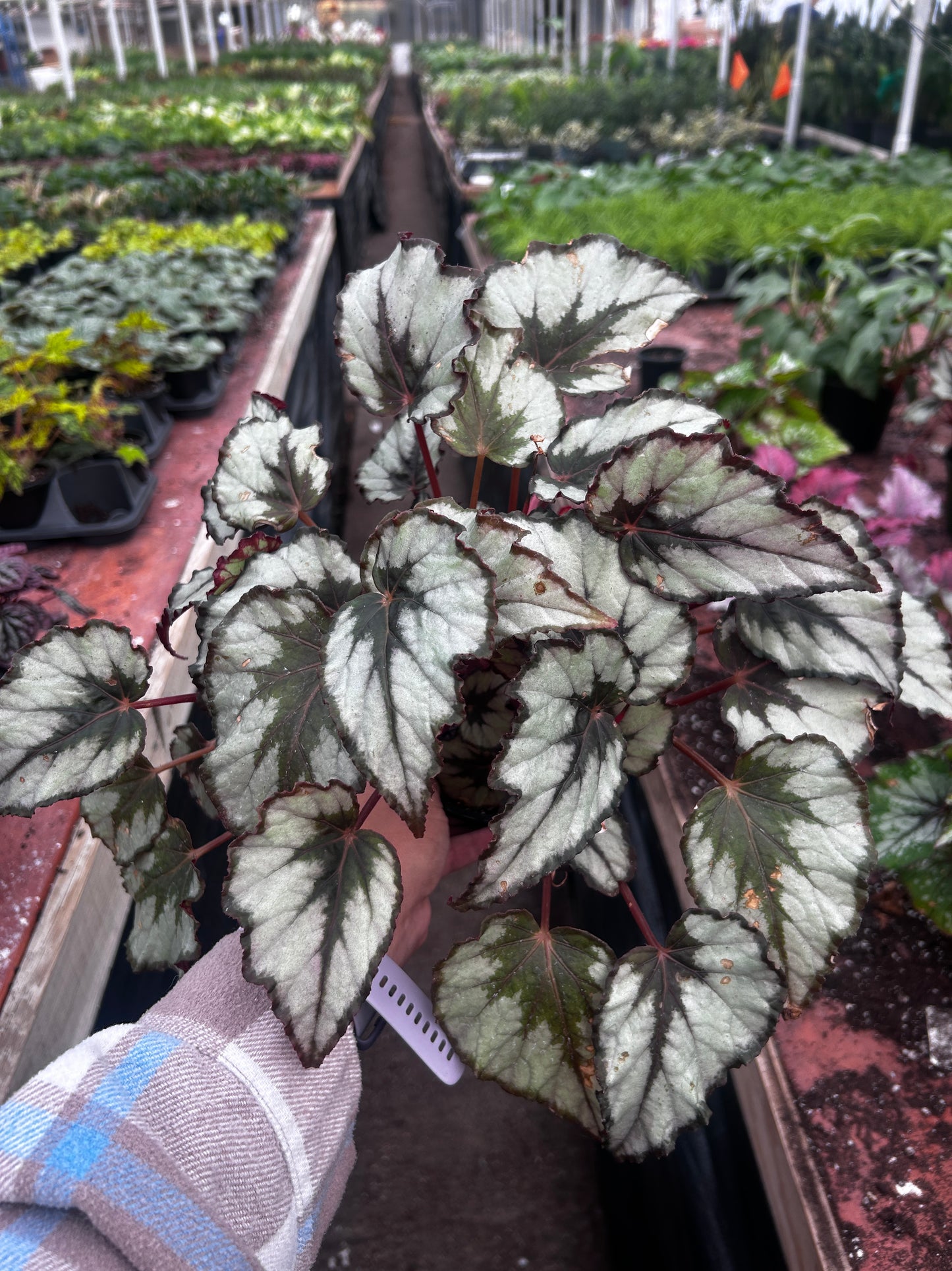 Begonia Red Kiss Rex