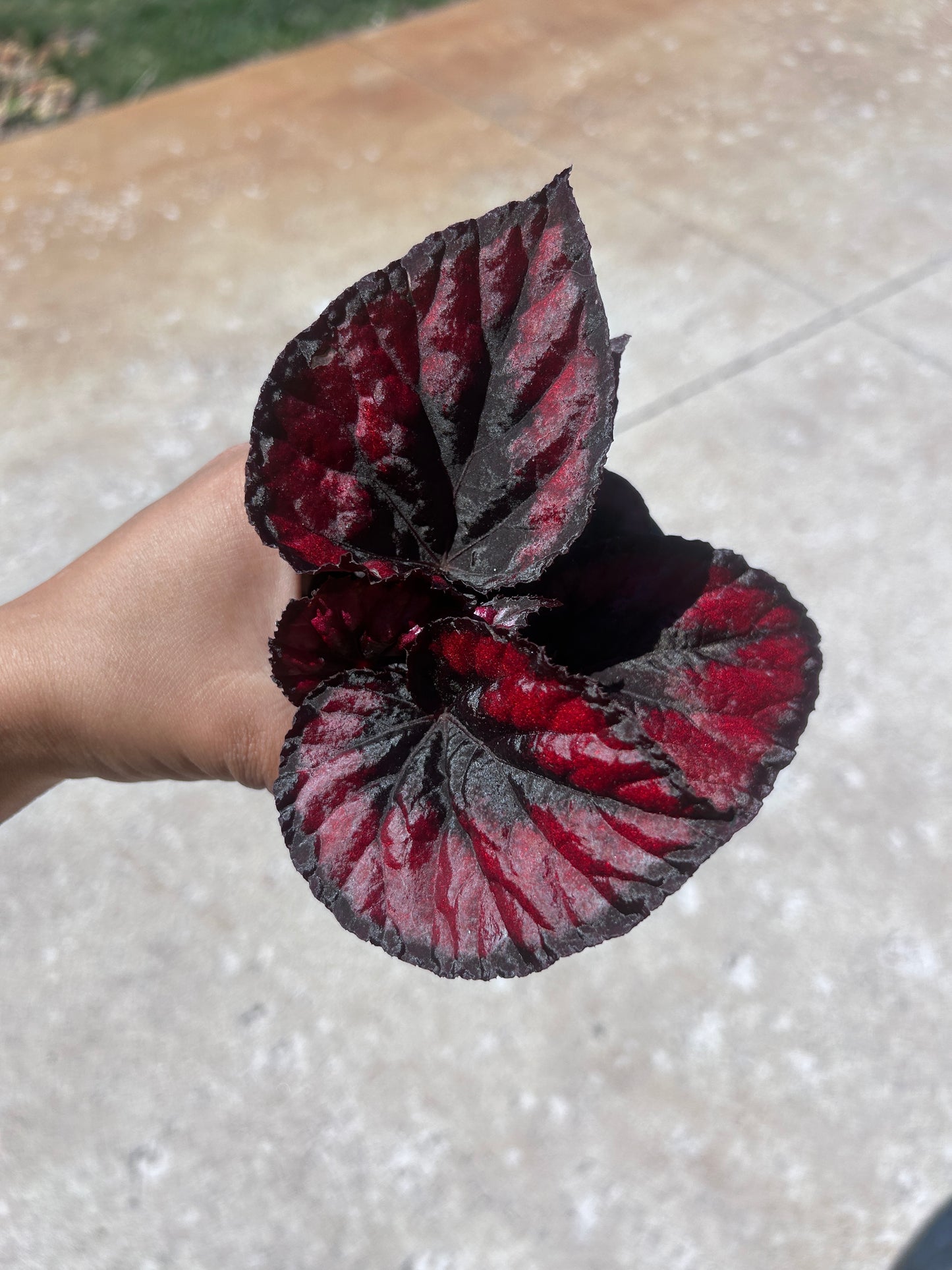 Begonia Rex Red Kiss - growers choice