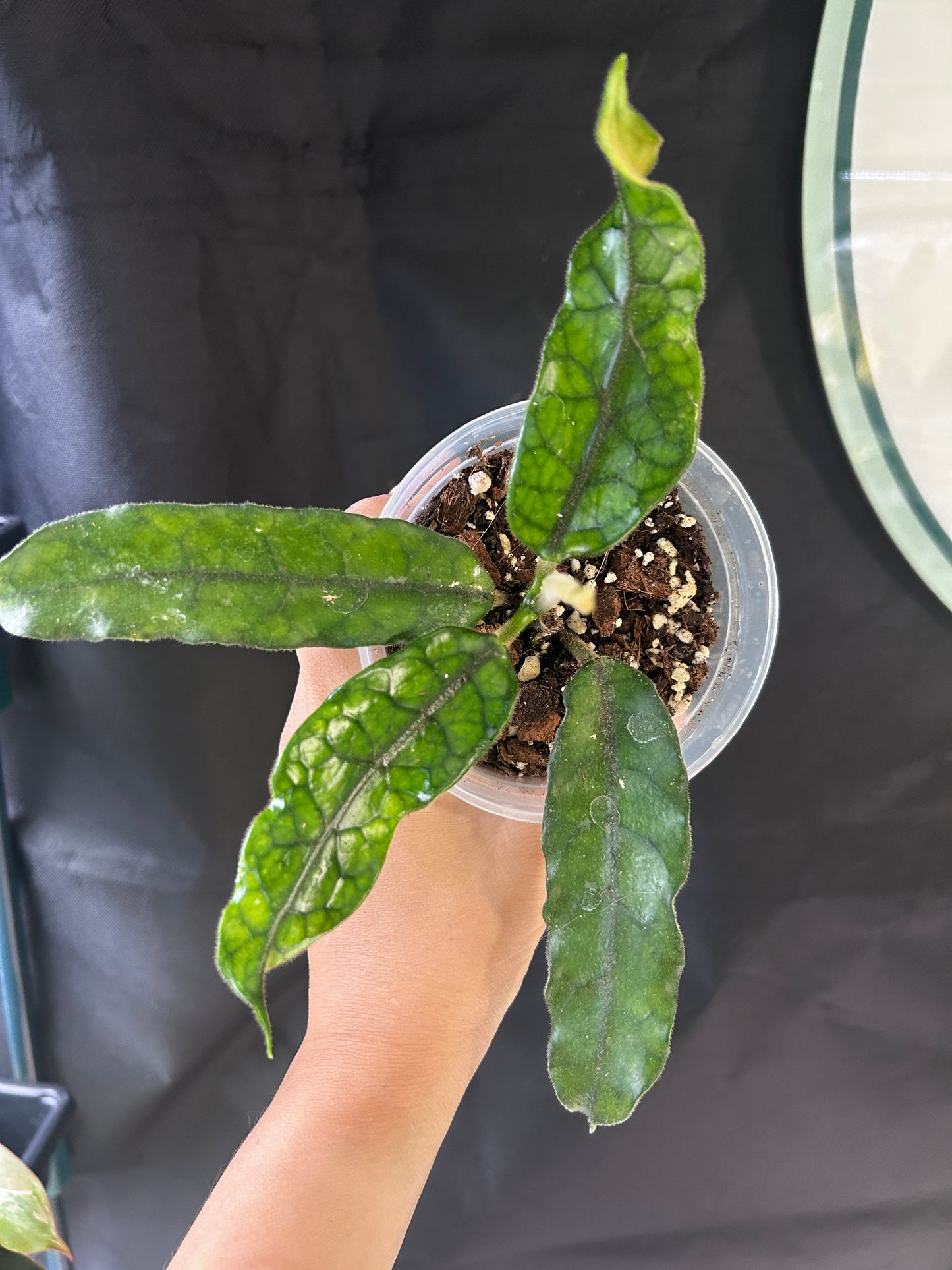 Hoya Globuloso