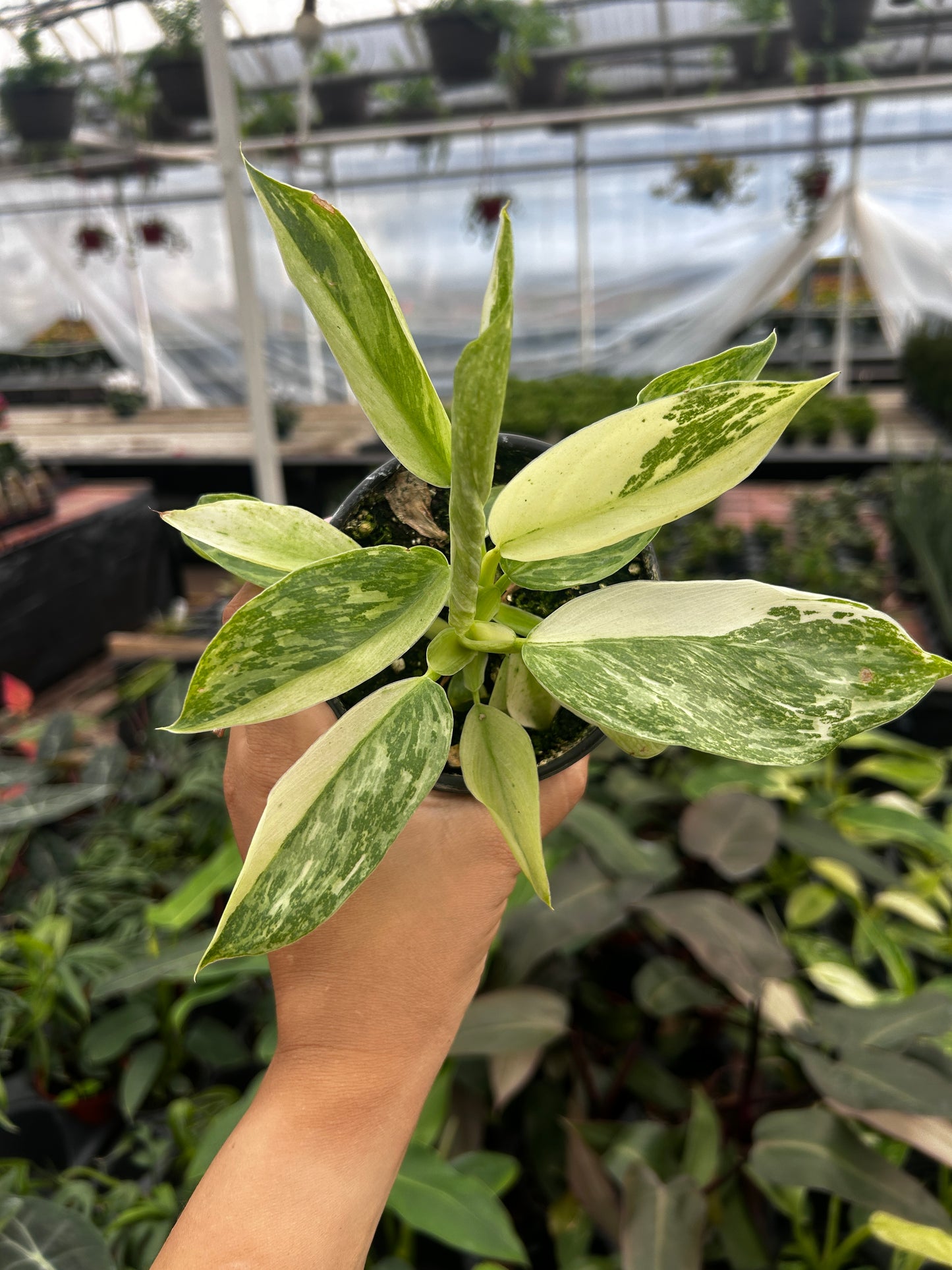 philodendron Jose Bueno