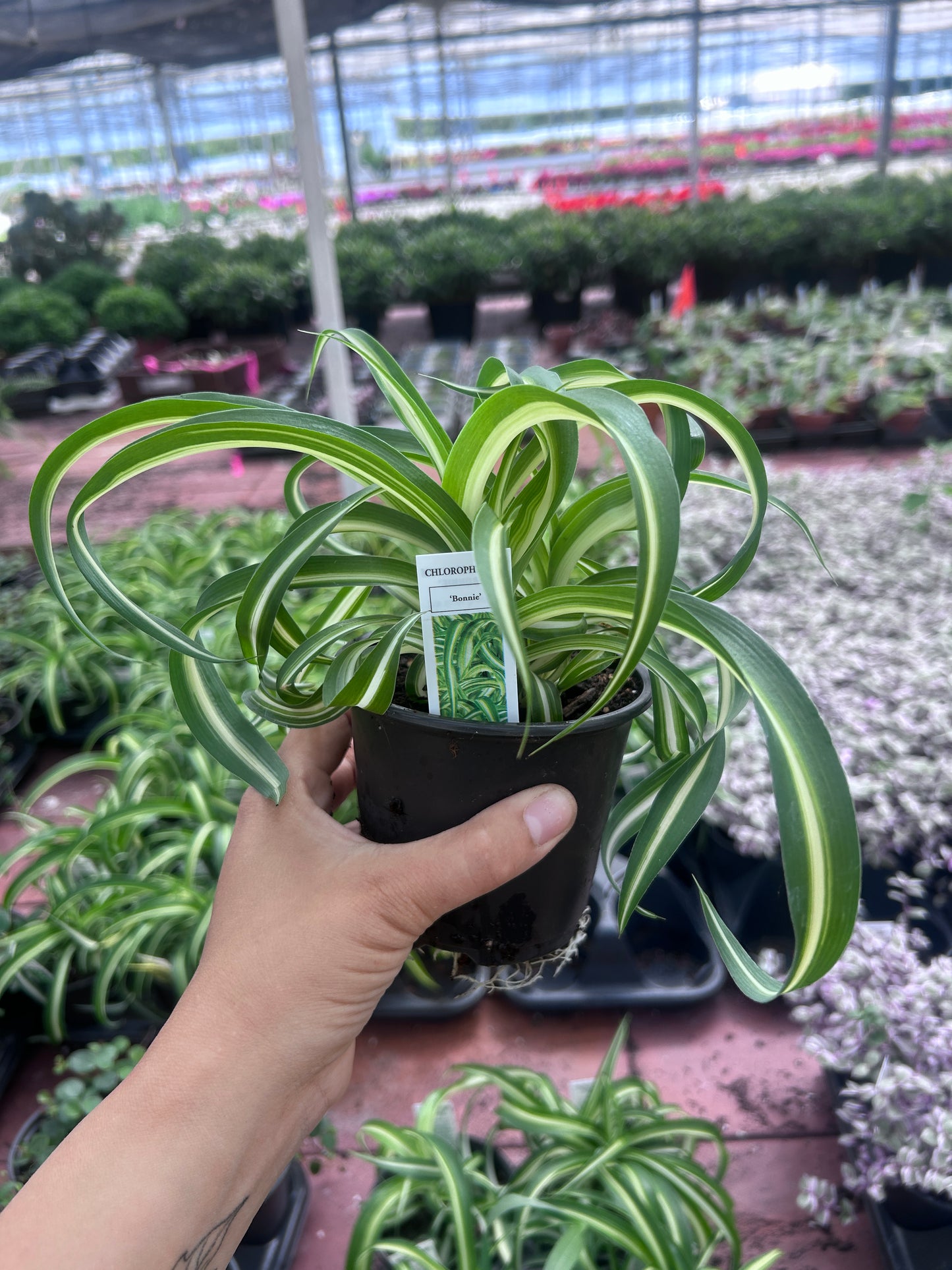 Curly Spider Plant "Bonnie" - growers choice