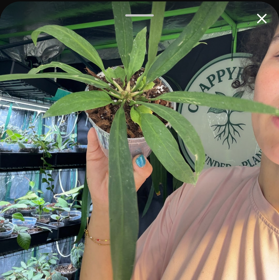 Anthurium Vittarifolium