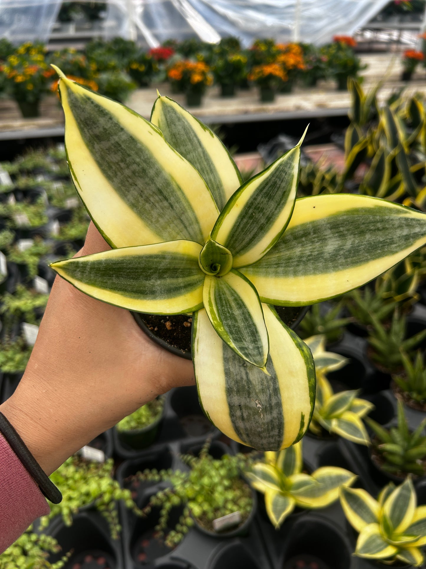 Sansevieria Golden Hahnii