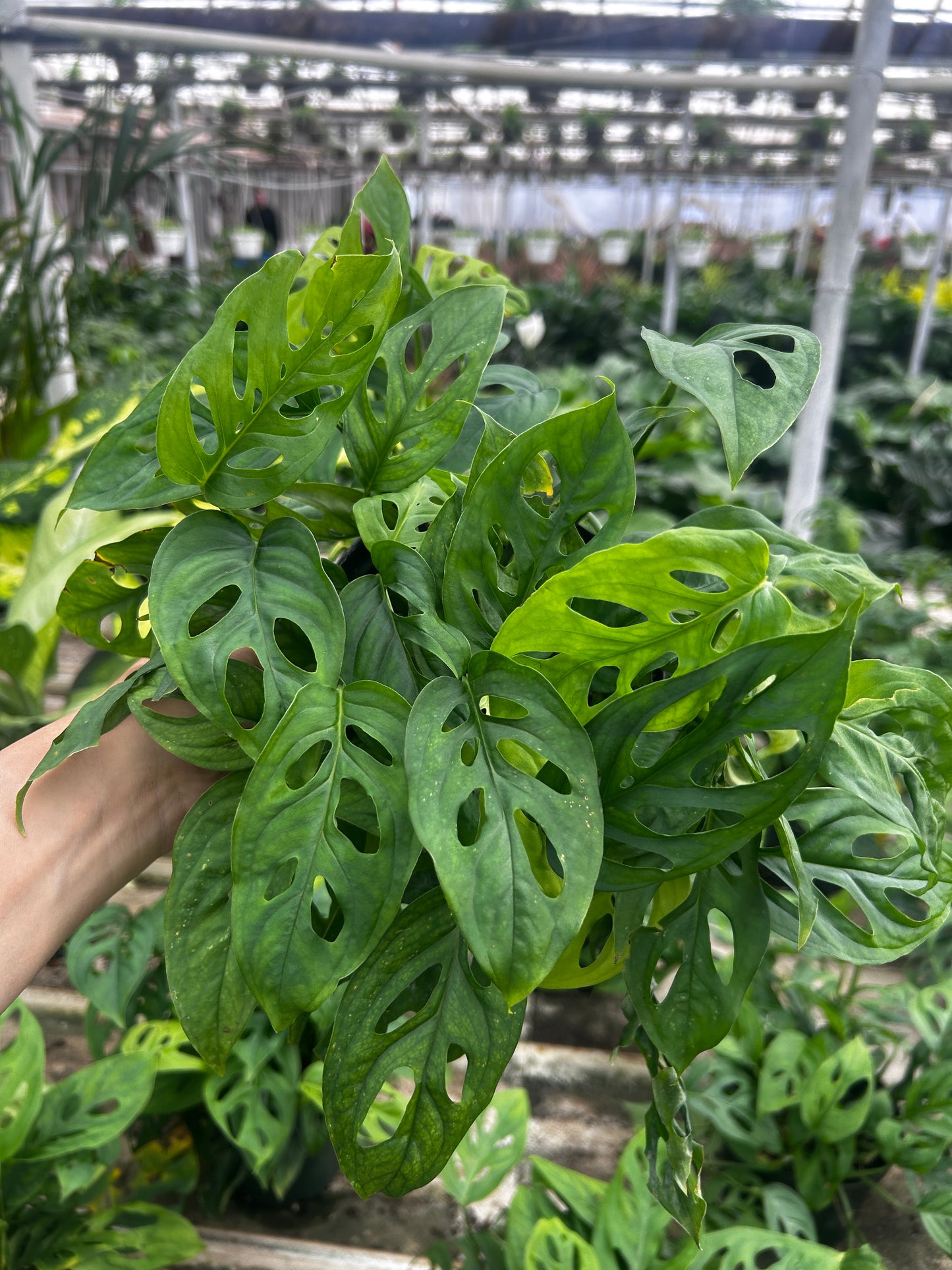 Monstera Adansonii (Swiss Cheese)