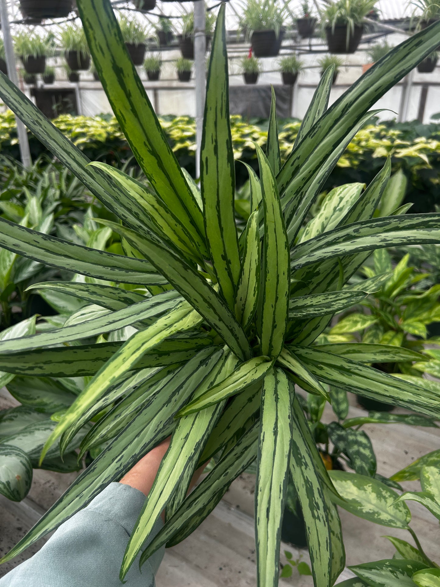 Aglaonema Cutlass