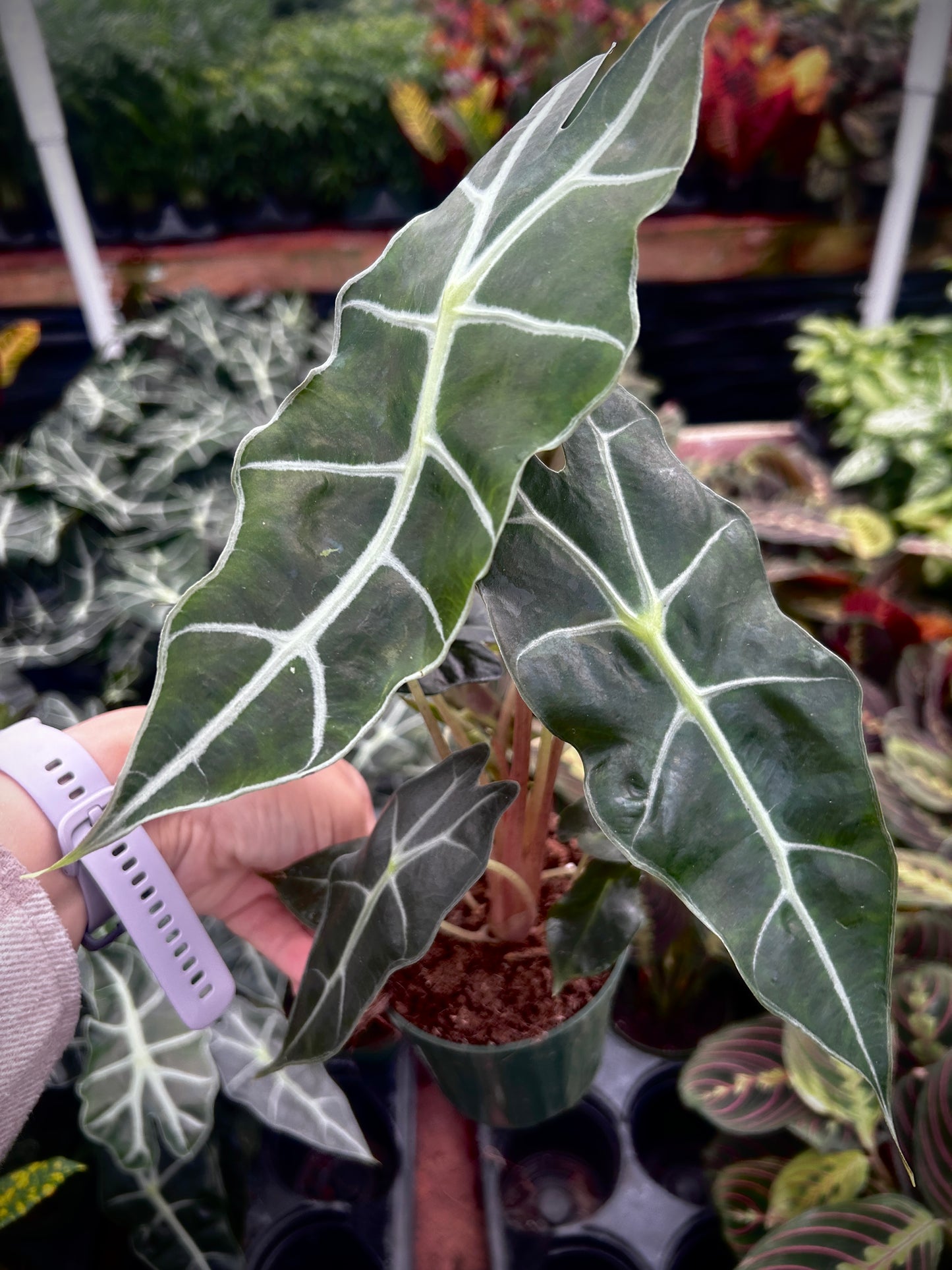 Alocasia Polly