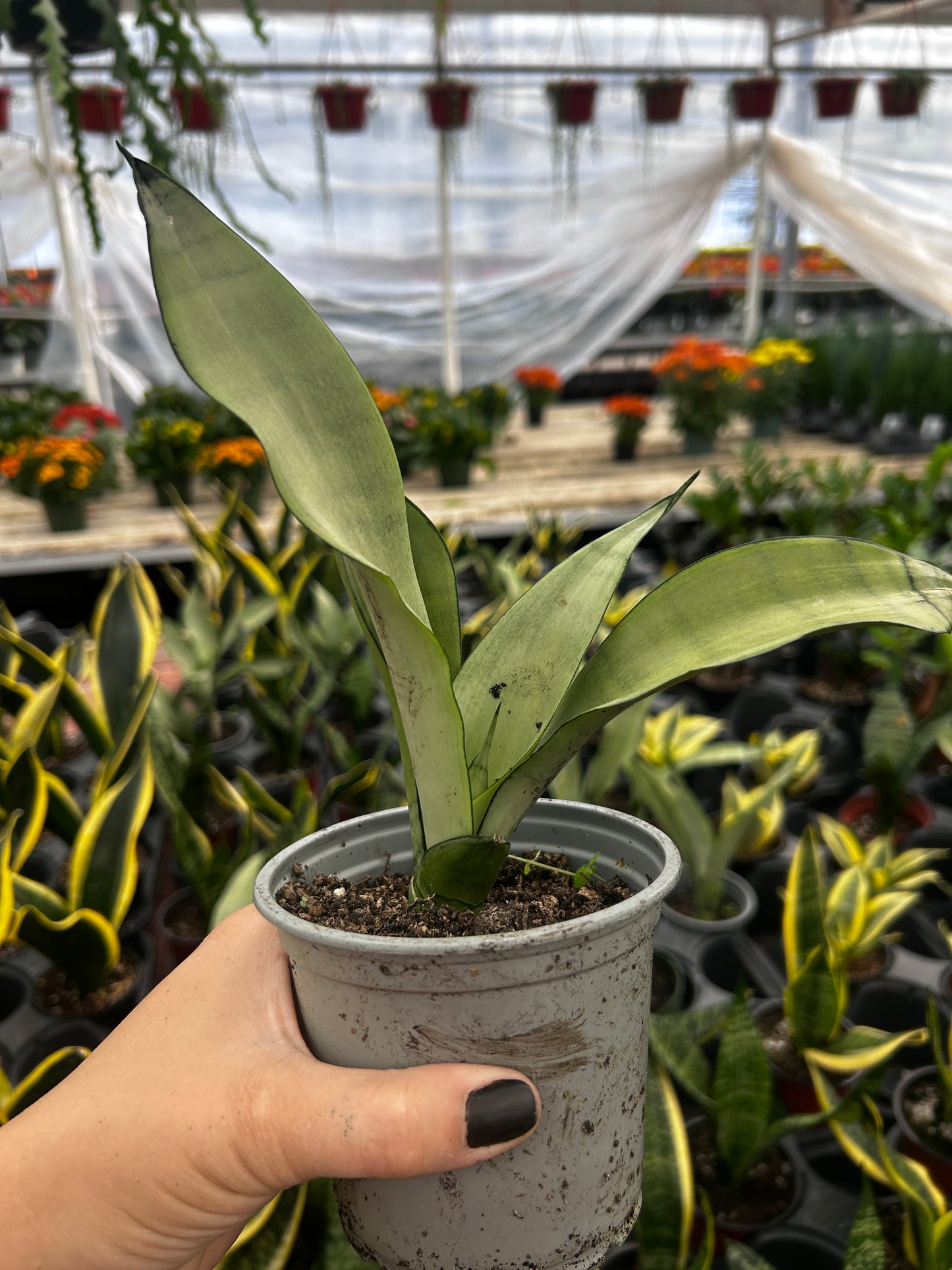 Sansevieria Moonshine