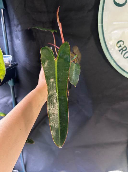 Philodendron Black Billie (Billie x Atabapoence)