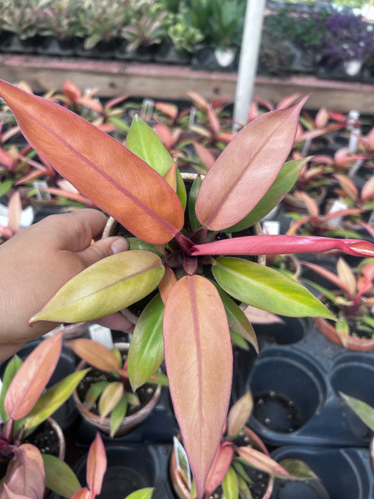 Philodendron Sun Red - growers choice