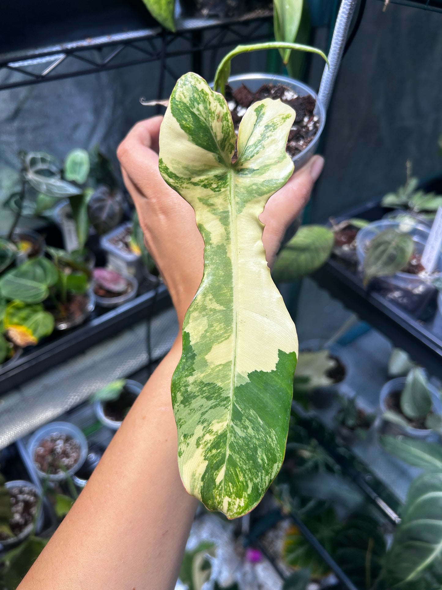 Philodendron Jennifer (Florida Beauty x Billie)