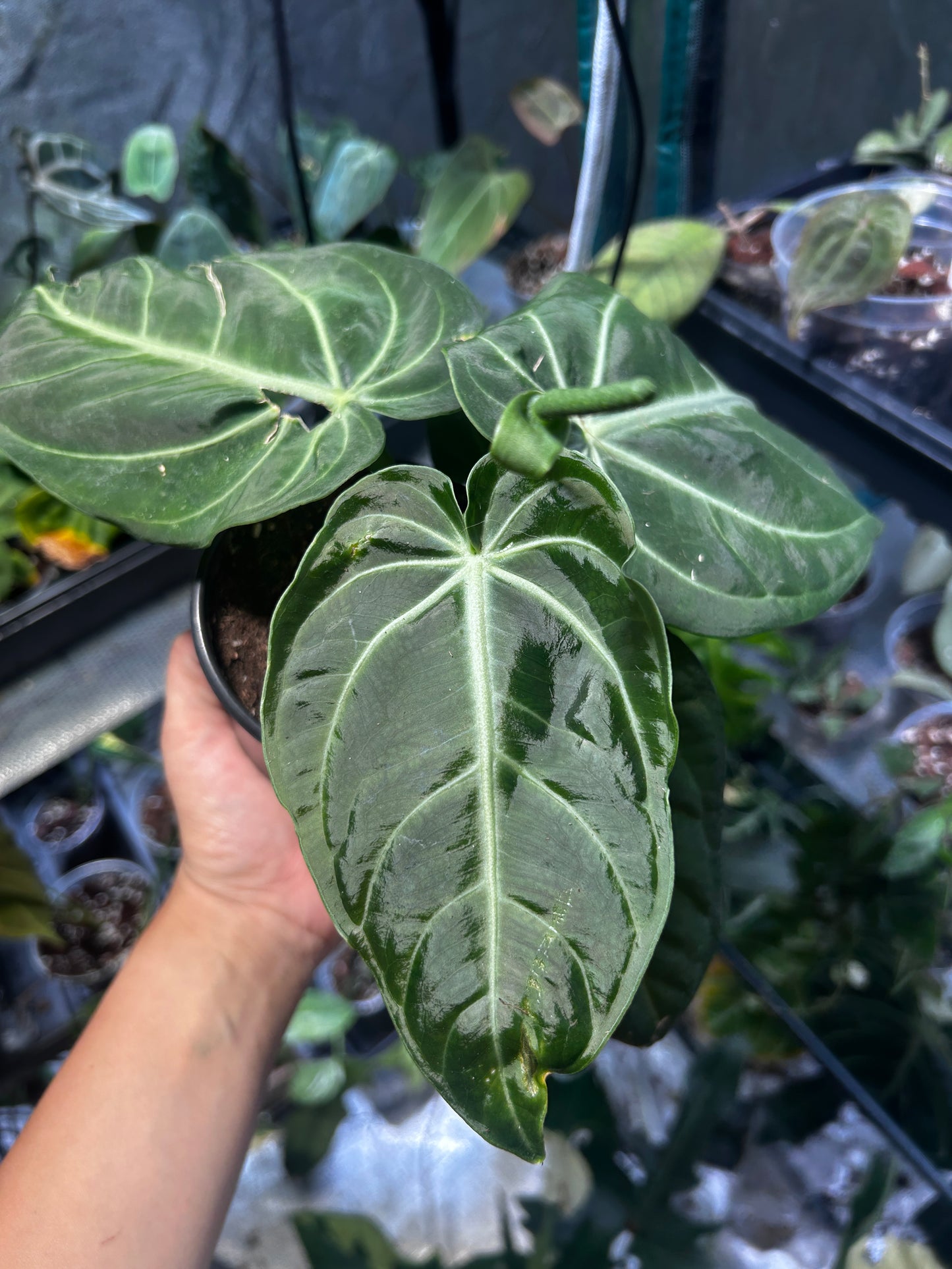 Anthurium Villenaorum Croat