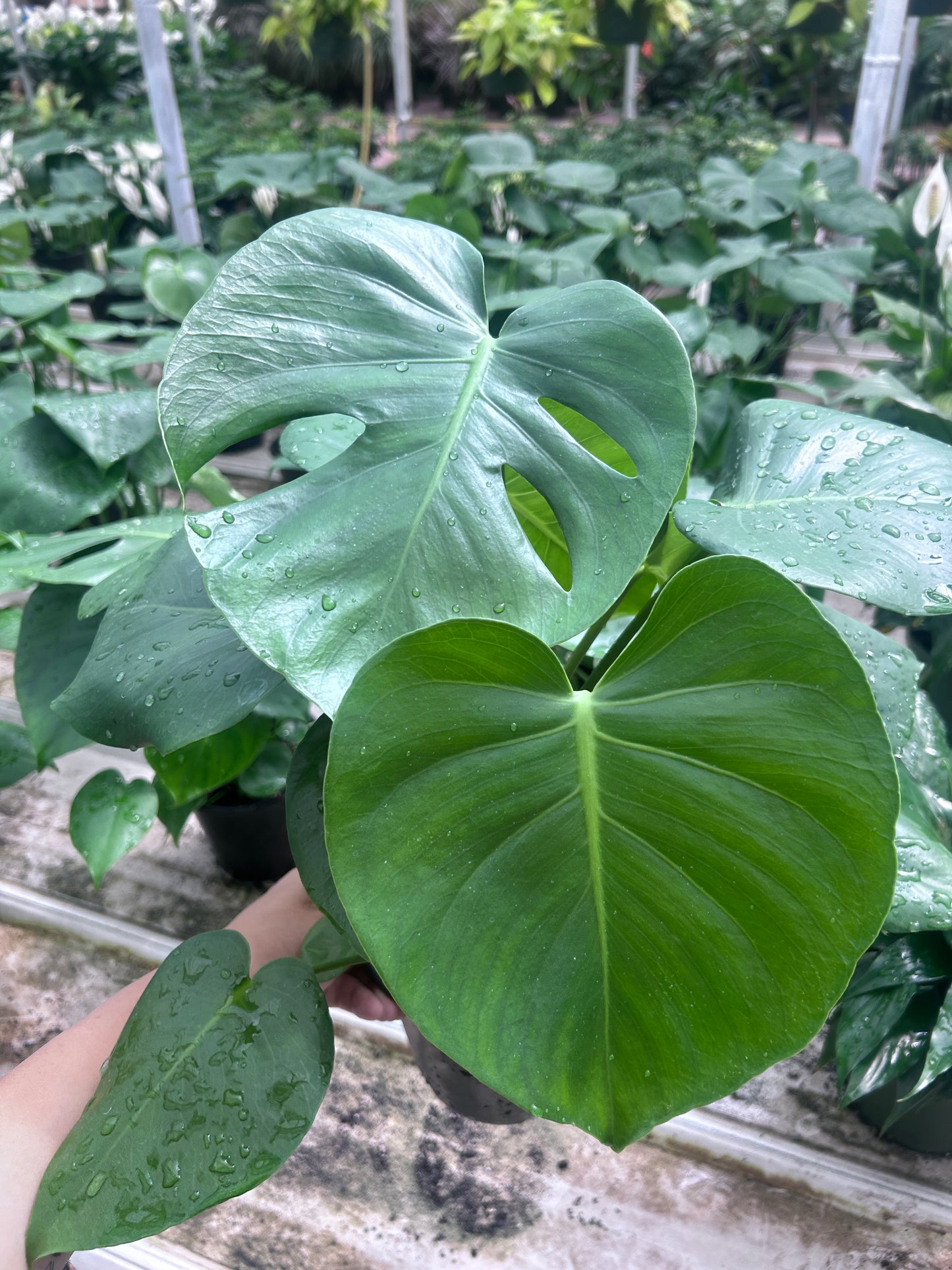 Monstera Deliciosa - growers choice