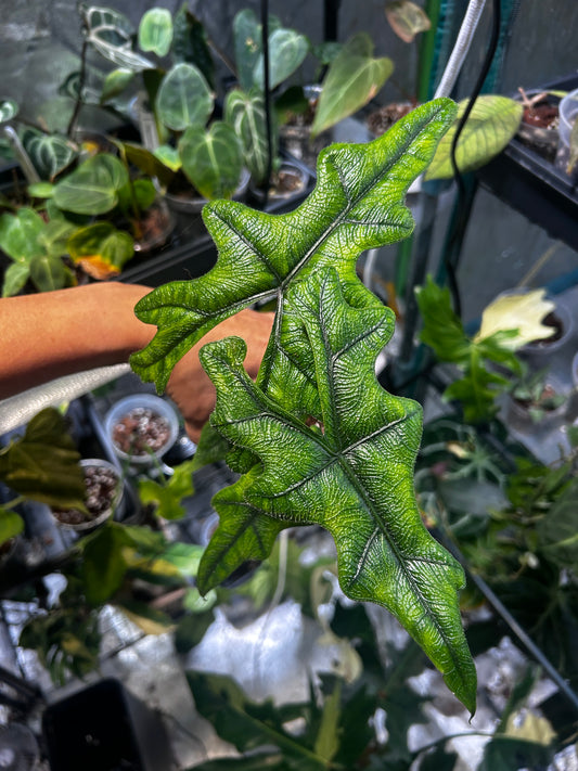 Alocasia Jacklyn