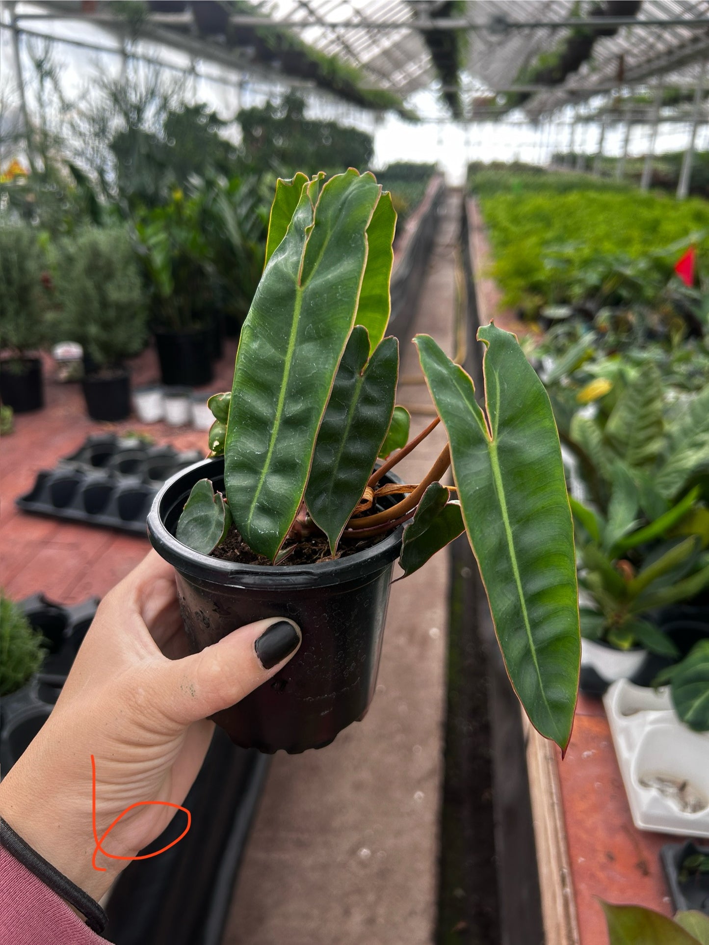 Philodendron Billitiae (Billie)