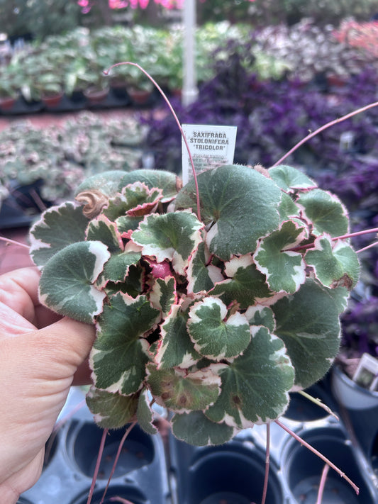 Begonia Strawberry variegated- growers choice