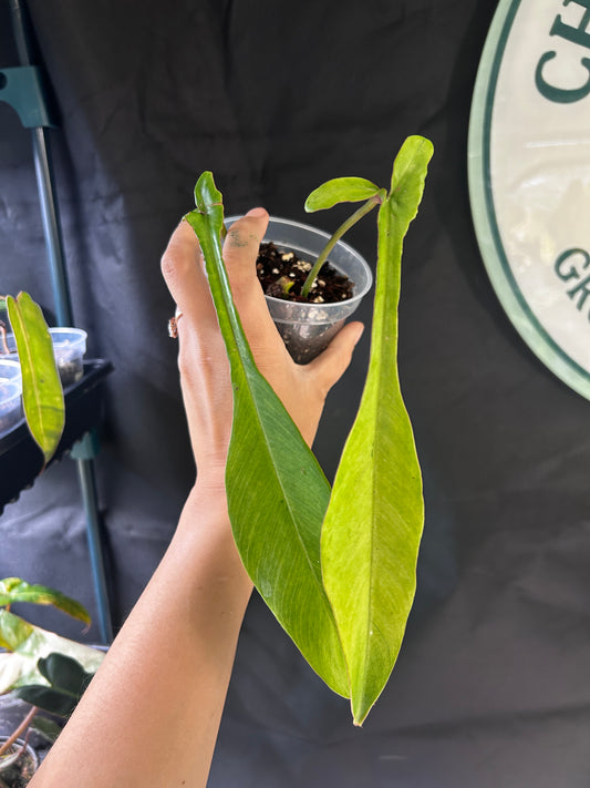 Philodendron Joepii Mint