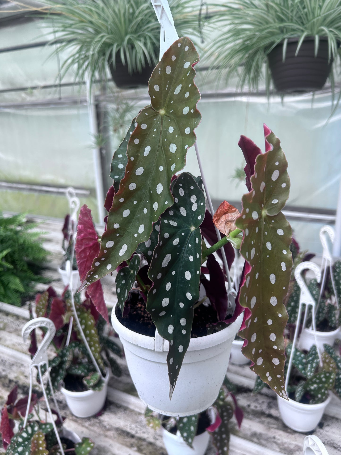 Begonia Maculata - growers choice