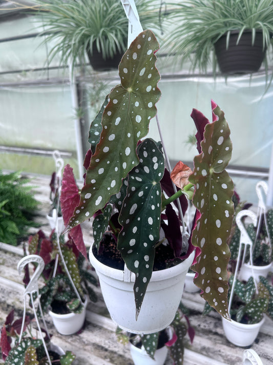 Begonia Maculata - growers choice