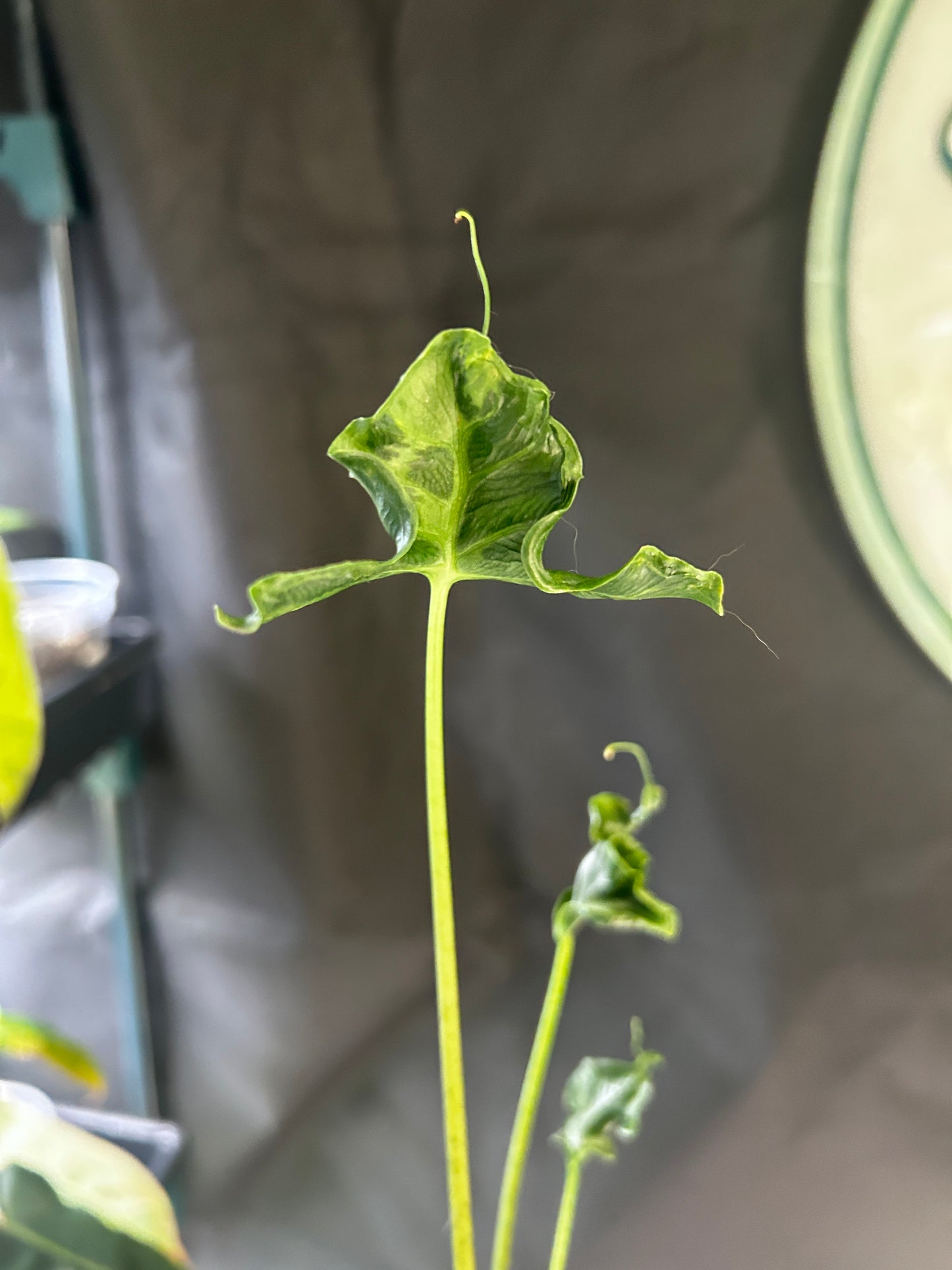 Alocasia Telletubbies
