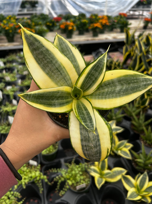 Sansevieria Golden Hahnii