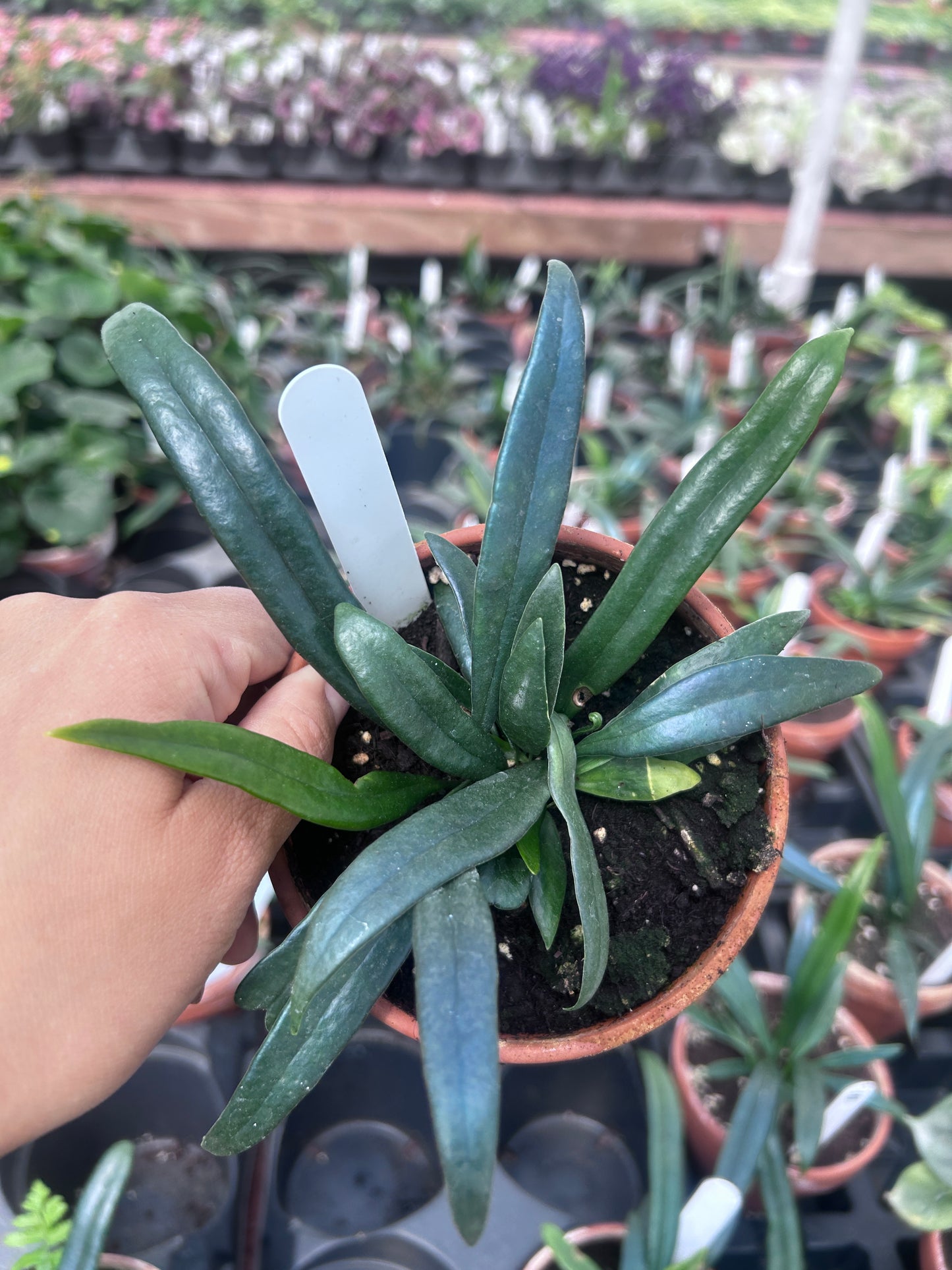 Blue Oil Fern- growers choice