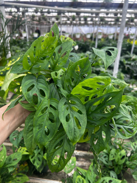 Monstera Adansonii (Swiss Cheese)