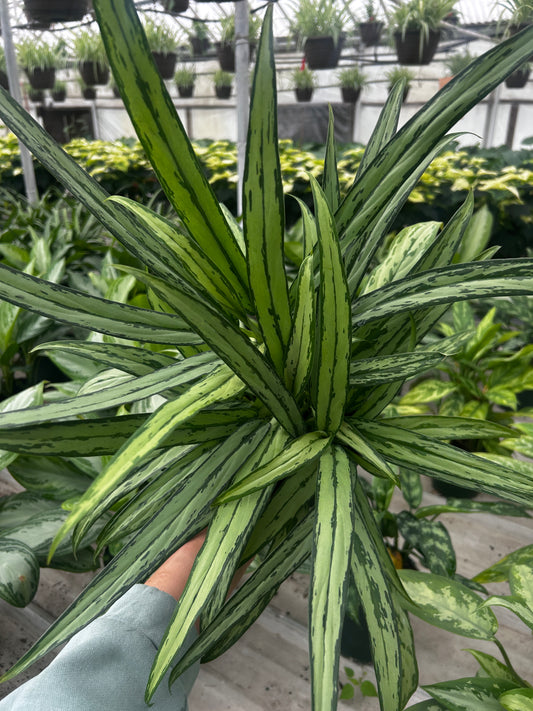 Aglaonema Cutlass