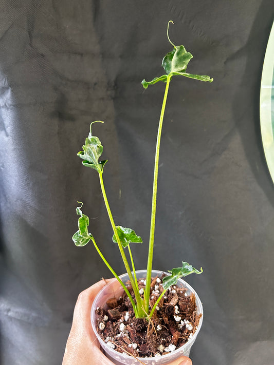 Alocasia Telletubbies