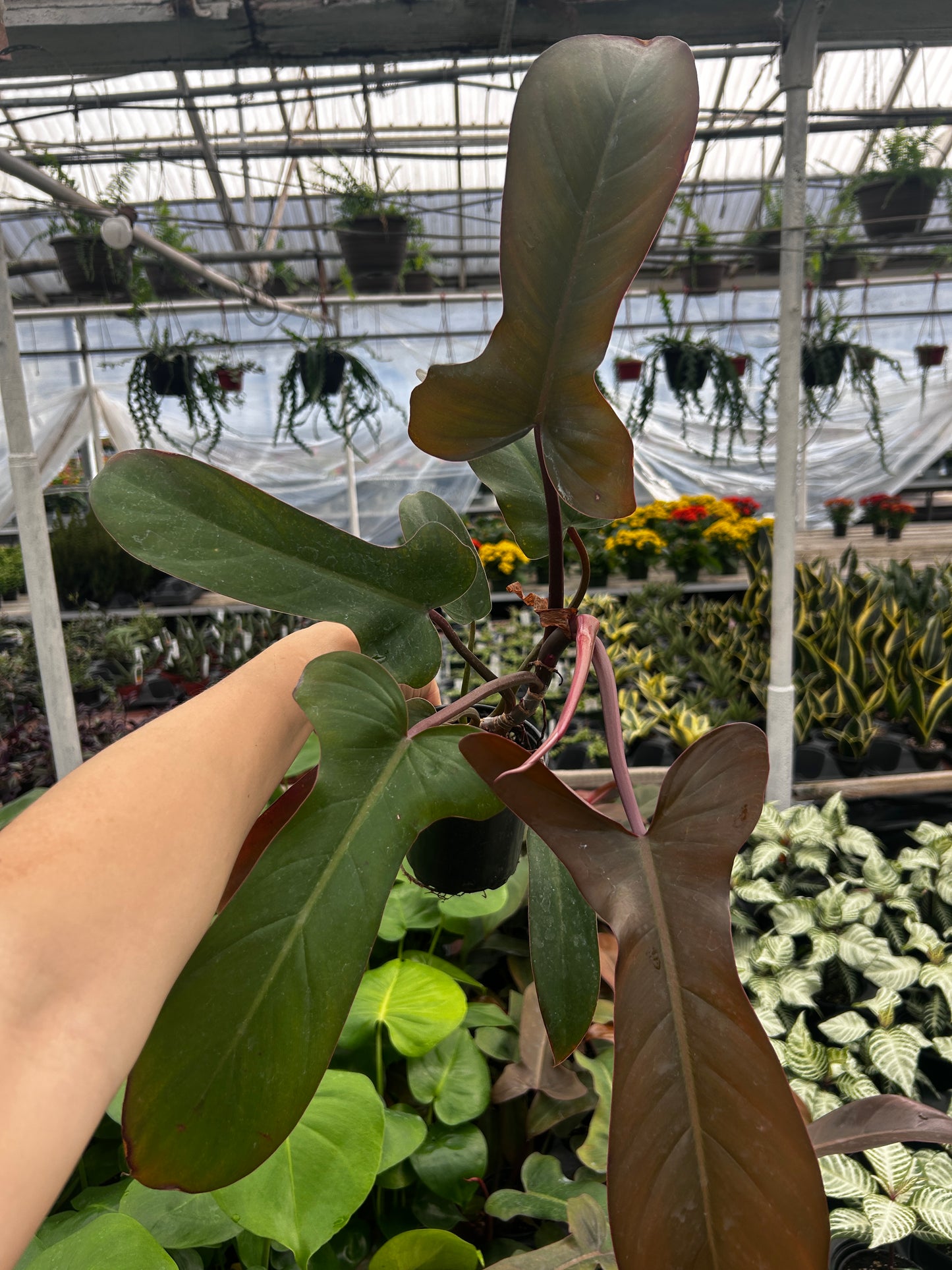 Philodendron Florida Bronze
