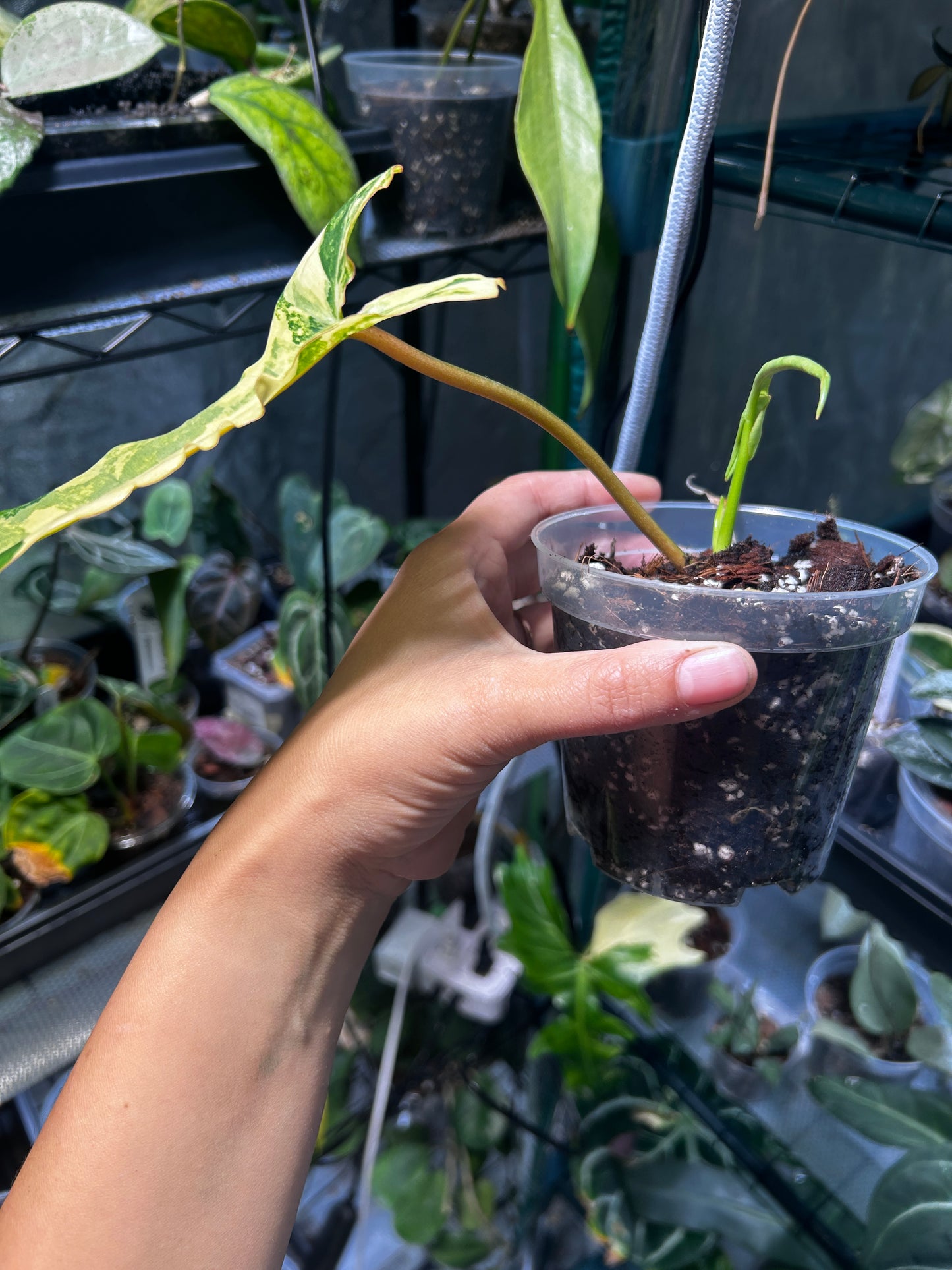 Philodendron Jennifer (Florida Beauty x Billie)