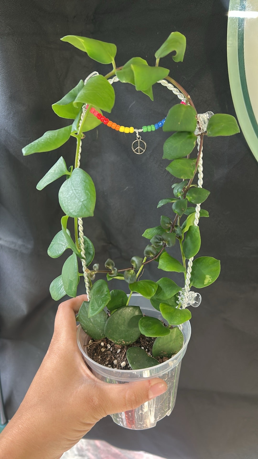 Thai Pink Lipstick Plant